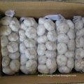 Professional Supplier of Fresh White Garlic